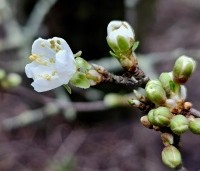 Prunus spinosa - Sleedoorn - februari 2024