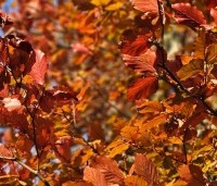 Fagus sylvatica 'Atropunicea' - Rode beuk - najaar 2025