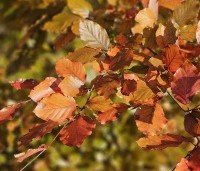 Fagus sylvatica 'Atropunicea' - Rode beuk - najaar 2025