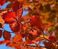 Fagus sylvatica 'Atropunicea' - Rode beuk - najaar 2025