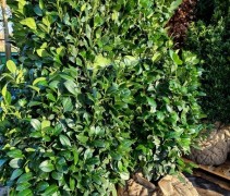 Prunus laur. 'Obelisk'