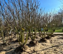 Syringa vulgaris 'Beauty of Moscow' solitair