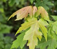 Acer x freemanii 'Autumn Blaze' - Acer x freemanii 'Autumn Blaze' (Jeffersred) - 1