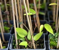 Clematis 'The President' - Bosrank 'The President' - 2