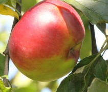 Malus domestica 