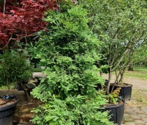 Sequoiadendron sempervirens 'Illa Martin'