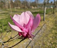 Magnolia 'Spectrum' - Magnolia 'Spectrum' - 3