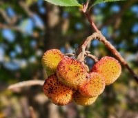 Arbutus unedo - Aardbeiboom - 4