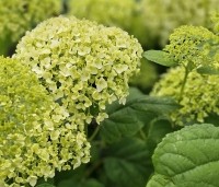 Hydrangea arborescens 'Annabelle'  - Amerikaanse Hortensia 'Annabelle' - 1