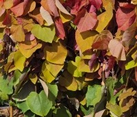 Cercis canadensis 'Eternal Flame' - Amerikaanse Judasboom 'Eternal Flame' - 1