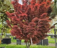 Acer palmatum 'Jerre Schwartz' - Japanse Esdoorn 'Jerre Schwartz' - 2
