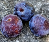 Prunus dom. 'Reine Claude d'Althan' - Prunus dom. 'Reine Claude d'Althan' - 3