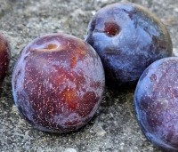 Prunus dom. 'Reine Claude d'Althan' - Prunus dom. 'Reine Claude d'Althan' - 2