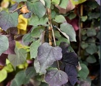 Cercis canadensis 'Ruby Falls' - Amerikaanse Judasboom - 2