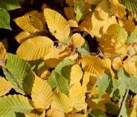 Carpinus betulus - Haagbeuk - 7