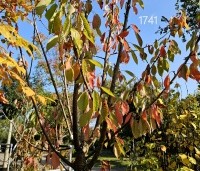 Prunus avium 'Sunburst' - Prunus avium 'Sunburst' - 2