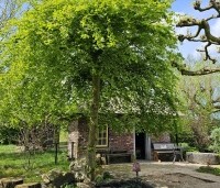 Carpinus betulus 'Pendula' - Treur haagbeuk - 1