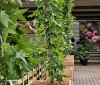 Liquidambar styraciflua 'Slender Silhouette' - Zuilvormige amberboom - 1