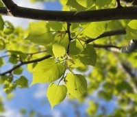 Tilia mongolica 'Buda' - Mongoolse Lindeboom - blad voorjaar