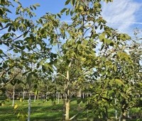 Juglans regia 'Cyril' - Walnoot 'Cyril' - 2