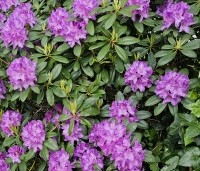 Rhododendron 'Catawbiense Grandiflorum' - Rododendron 'Catawbiense Grandiflorum' - 2