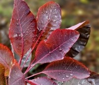 Cotinus dummeri Grace - Pruikenboom - 1