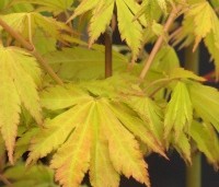 Acer shirasawanum 'Jordan' - Japanse Goud-Esdoorn 'Jordan' - 2