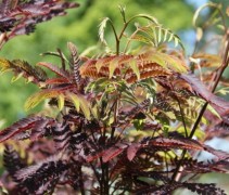 Albizia 