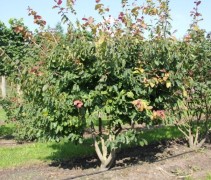 Parrotia persica 'Bella'