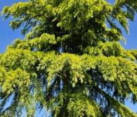 Cedrus deodara 'Aurea' - Himalayaceder 'Aurea' - 3