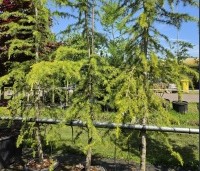 Cedrus deodara 'Aurea' - Himalayaceder 'Aurea' - 2