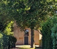 Fagus sylvatica - Groene beuk - 1