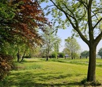 Pterocarya Stenoptera - Vleugelnoot - 5