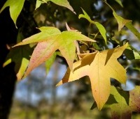 Liquidambar styraciflua 'Lane Roberts' - Amberboom 'Lane Roberts' - 1