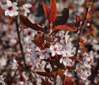 Prunus cistena - Sierpruim - 2