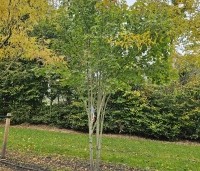 Acer rubrum 'October Glory' - Amerikaanse esdoorn - meerstammig exemplaar op de kwekerij oktober 2024