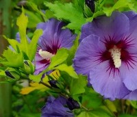 Hibiscus syriacus 'Marina' - Altheastruik  ‘Marina' - 1