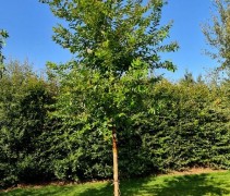 Lagerstroemia 