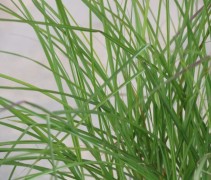 Miscanthus sin. 'Kleine Silberspinne'