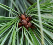 Pinus wallichiana 'Densa'