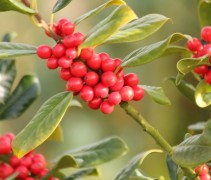 Ilex aquifolium 'J.C. van Tol' bessen