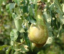 Pyrus communis 'Conference'