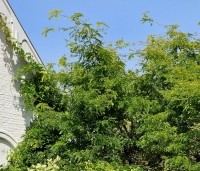 Gleditsia triacanthos 'Sunburst' - Valse christusdoorn - 1