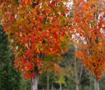 Acer rubrum 'Scanlon'