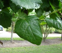 Blad tilia europaea 'Pallida'