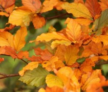 herfstblad Fagus sylvatica 