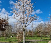 Prunus 'Umineko'
