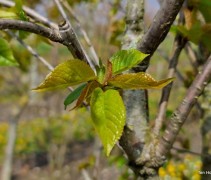 Prunus Avium