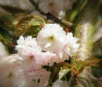 Prunus Shirofugen bloemen detail