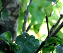 Pyrus calleryana 'Chanticleer' sfeerfoto
